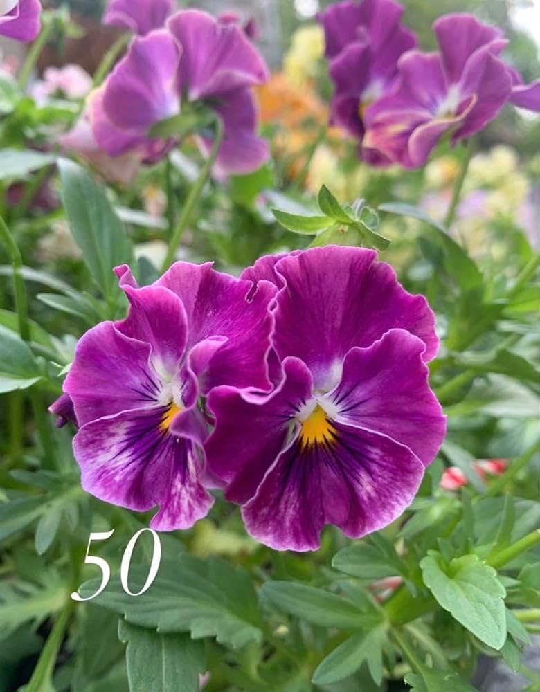 ビオラ　シェルブリエ　苗 Amazon.co.jp: シエルブリエ ビオラの種 パンジーの種 パンジー