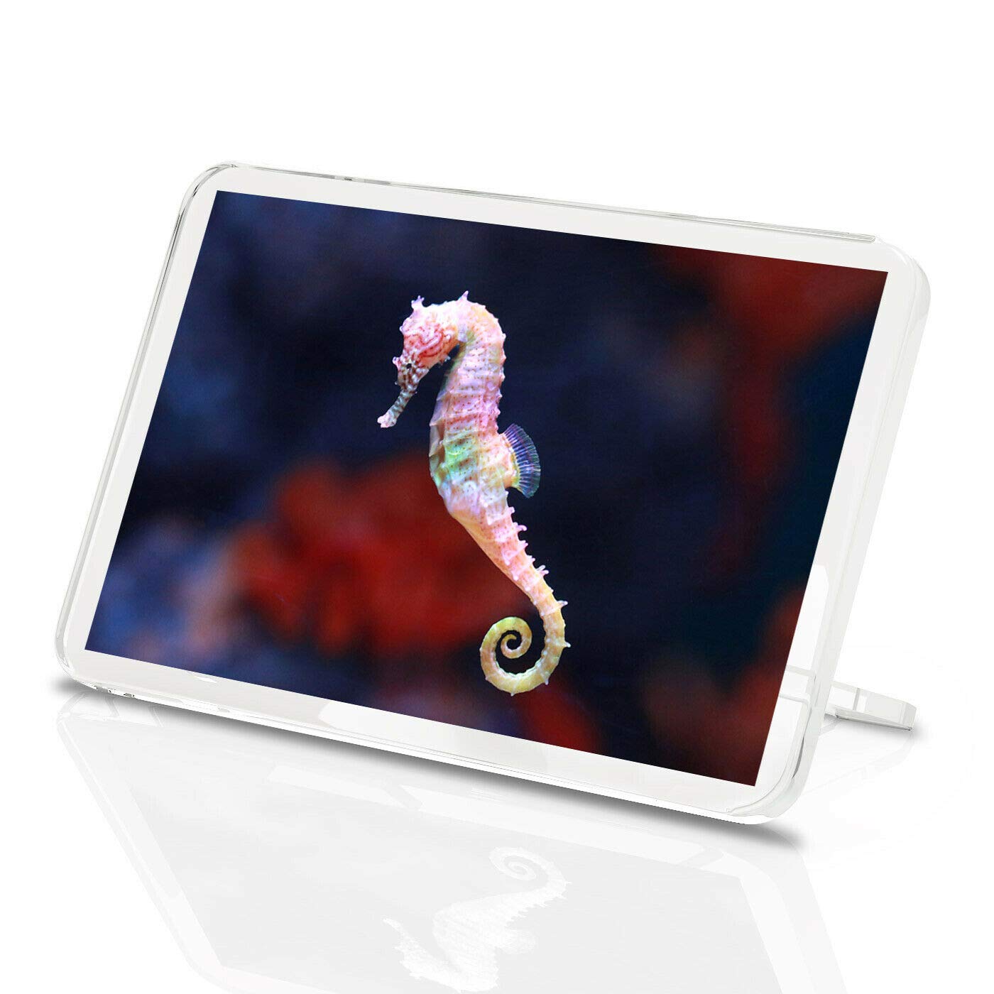 Awesome Pink Seahorse Classic Fridge Magnet - Ocean Marine Diver Gift #15882