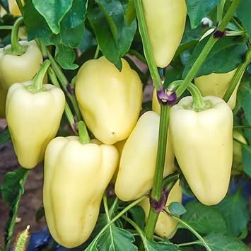 Seeds White-Red Sweet Bell Pepper - Heirloom Vegetable - GMO Free