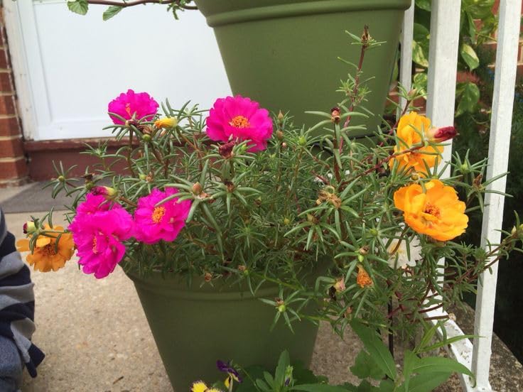 Portulaca Rpoots Mossrose Portulaca Flowering Plant with Cutting Roots, Grandiflora ...