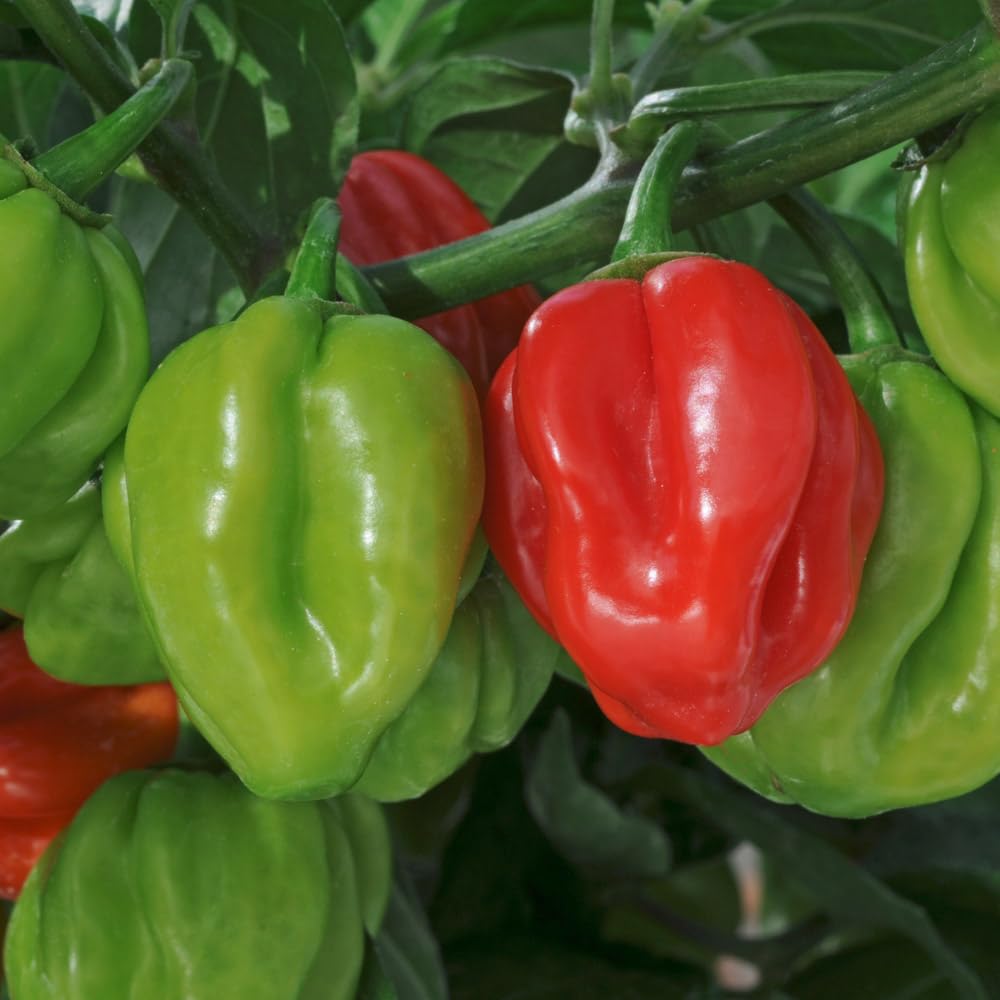 Chilli Pepper 'Scotch Bonnet'. Value Plug Plant x 5. Available from Bedwen Plants