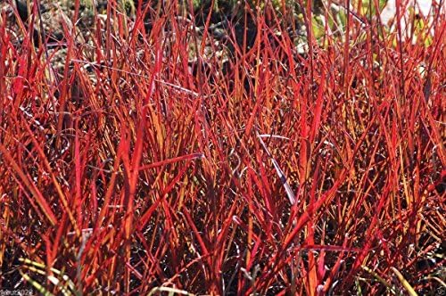 Big Bluestem Seeds - Andropogon gerardii - Native Ornamental Grass Seeds !(500 Seeds)