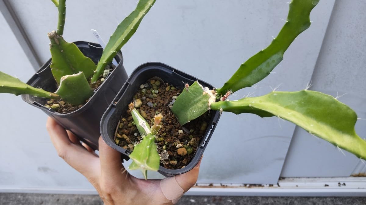 Amazon.co.jp: □2個セット□クジャクサボテン 2.5号Epiphyllum 品種