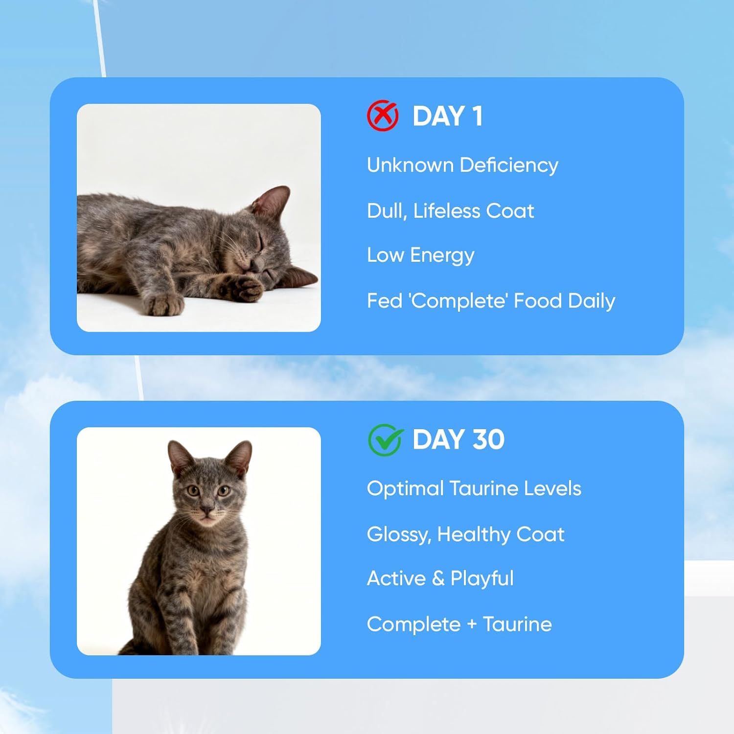 KittySupps Taurine Supplement for Cats, Kitty Supps Taurine Powder, Supports Heart & Eye Health, Boost Energy & Vitality, Mix in Food, Grain-Free Formula, 200 Grams