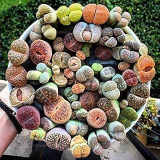 New 50pcs Lithops Succulent Seeds of Gardening Plants Mixed 10: Only Seeds