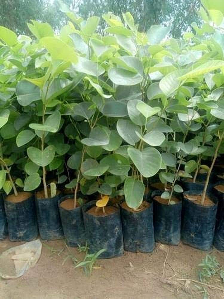 See full amazon price history chart for LIVE GREEN Plant Seeds | Red Chandan- Sandalwood Plant Seeds For Garden (10 Seeds Pack), multicolor (LG-SMFD-FL308) LIVE GREEN Plant Seeds | Red Chandan- Sandalwood Plant Seeds For Garden (10 Seeds Pack), multicolor (LG-SMFD-FL308) (B099KL3BND) Amazon Price History, Amazon Price Tracker