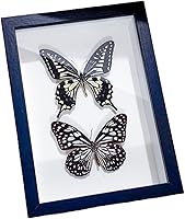 Vista 12 de 2 piezas enmarcadas de mariposa real, espécimenes de mariposa de taxidermia en marco, colección de insectos, decoración de escritorio para el hogar