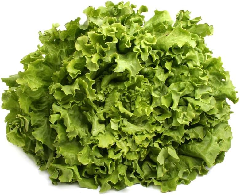 Early-Maturing Green Ice Leaf Lettuce Seeds for Home Gardening-200 Seeds-picture-30