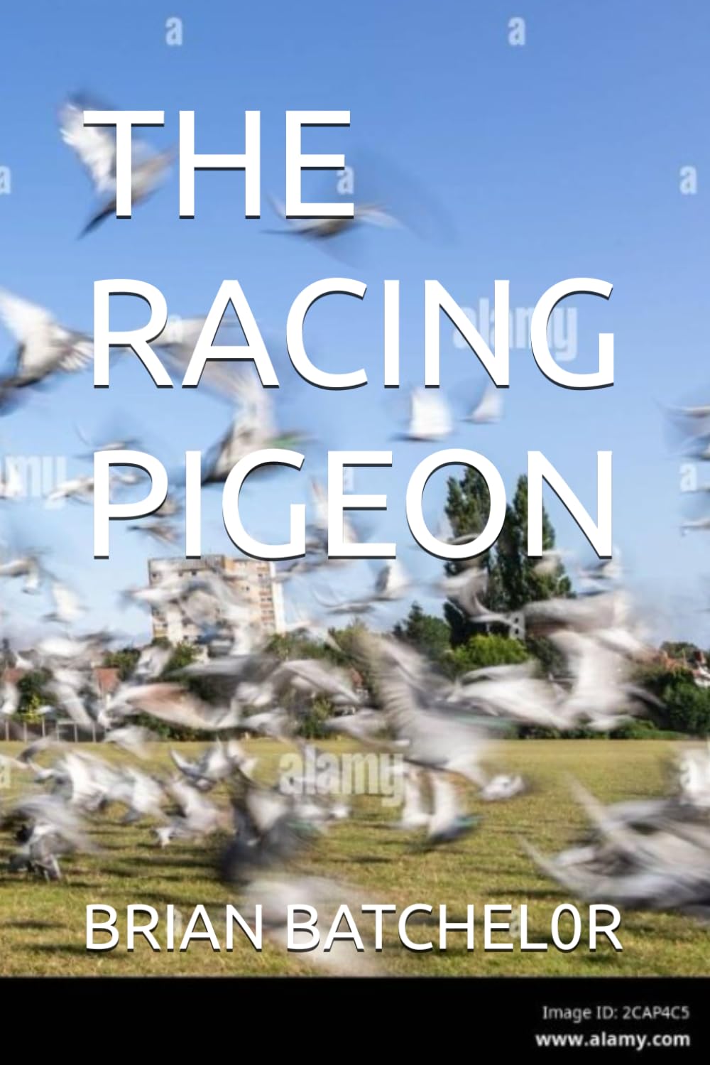 THE RACING PIGEON