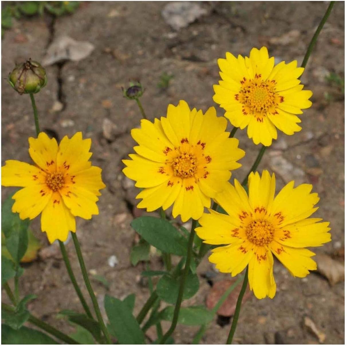 Everwilde Farms - 1 Lb Picta Tickseed Native Wildflower Seeds - Gold Vault