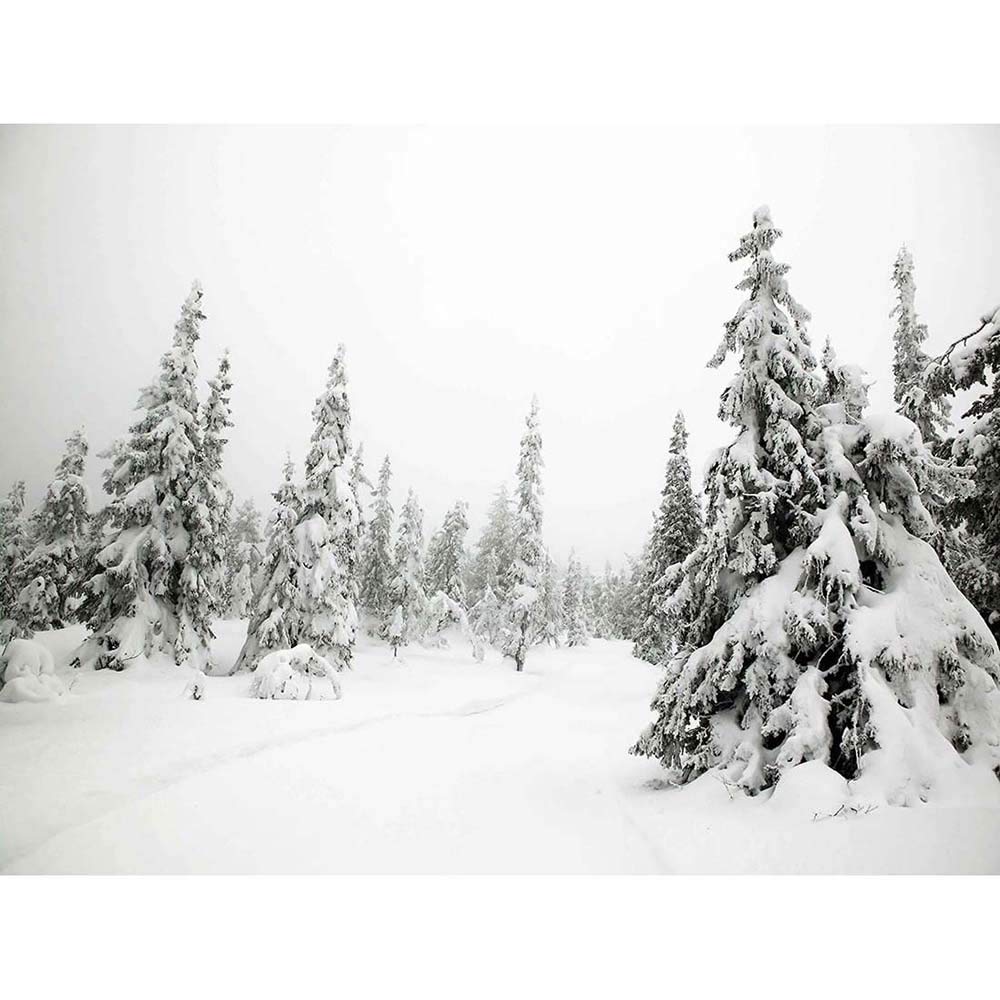 Wee Blue Coo Photography Landscape Winter Scene Snow Forest Trees Art Print Poster Wall Decor 12X16 Inch