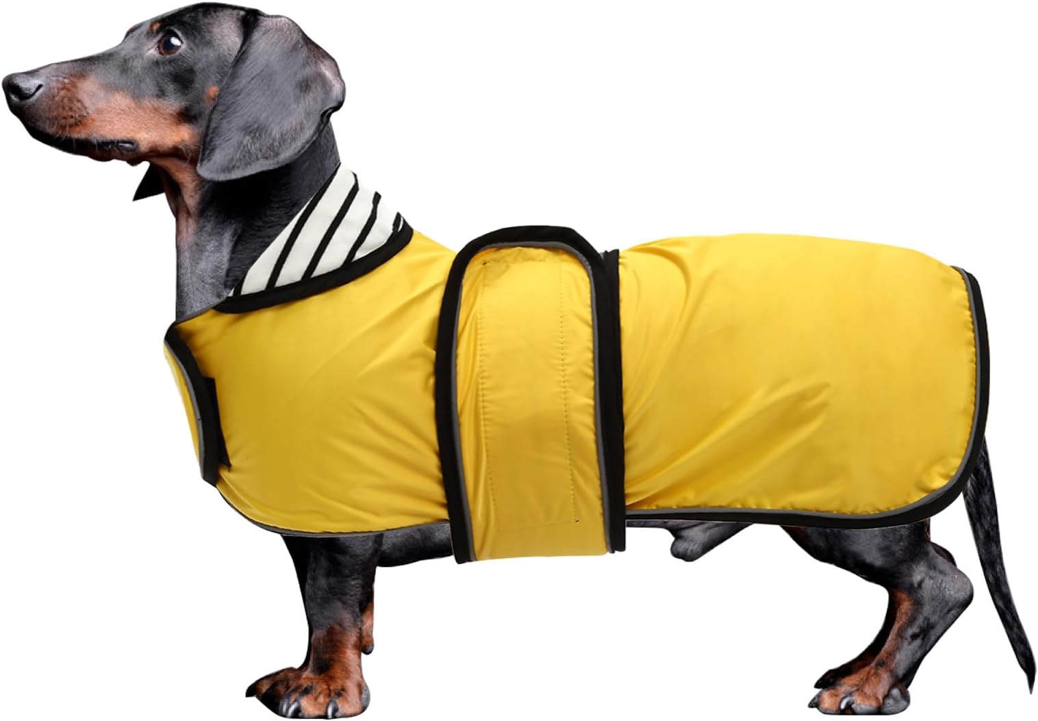 Morezi Dachshund Raincoat Waterproof, Perfect for Dachshund Sausage