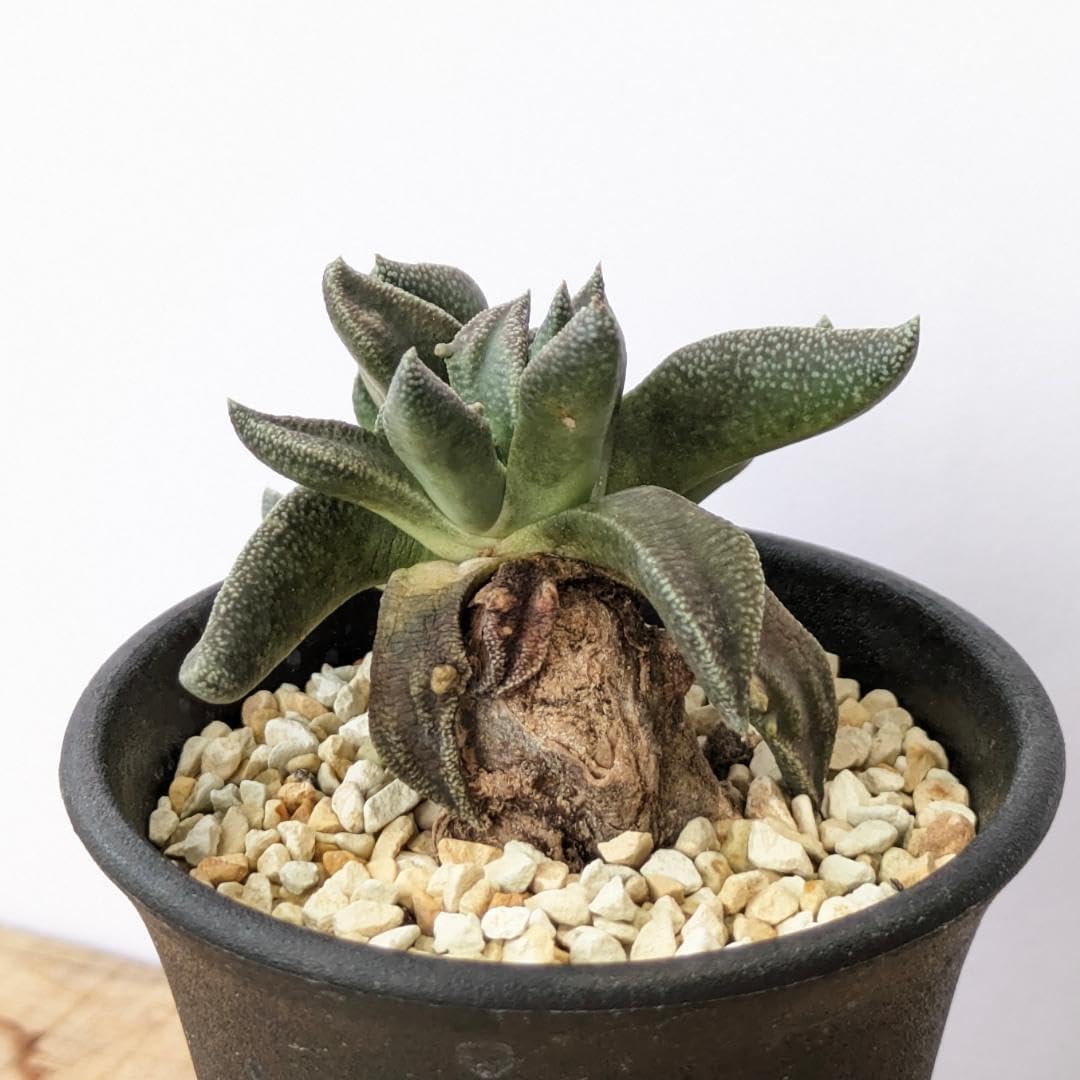 FLAVIA MONTELUPO フラビア ビトッシ 灰皿 リミニブルー 陶器 FLAVIA