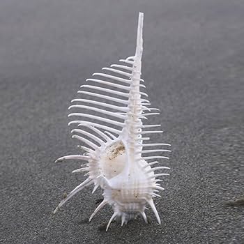 巨大 ヤシ貝 巻貝 天然物 30×22×15cm 1480ｇ 自然標本 オブジェ 巨大 ヤシ貝 巻貝 天然物 30×22×15cm 1480g 自然標本 オブジェ