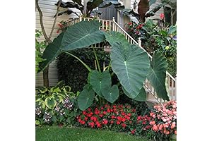 Live Bulbs Colocasia Gigantea