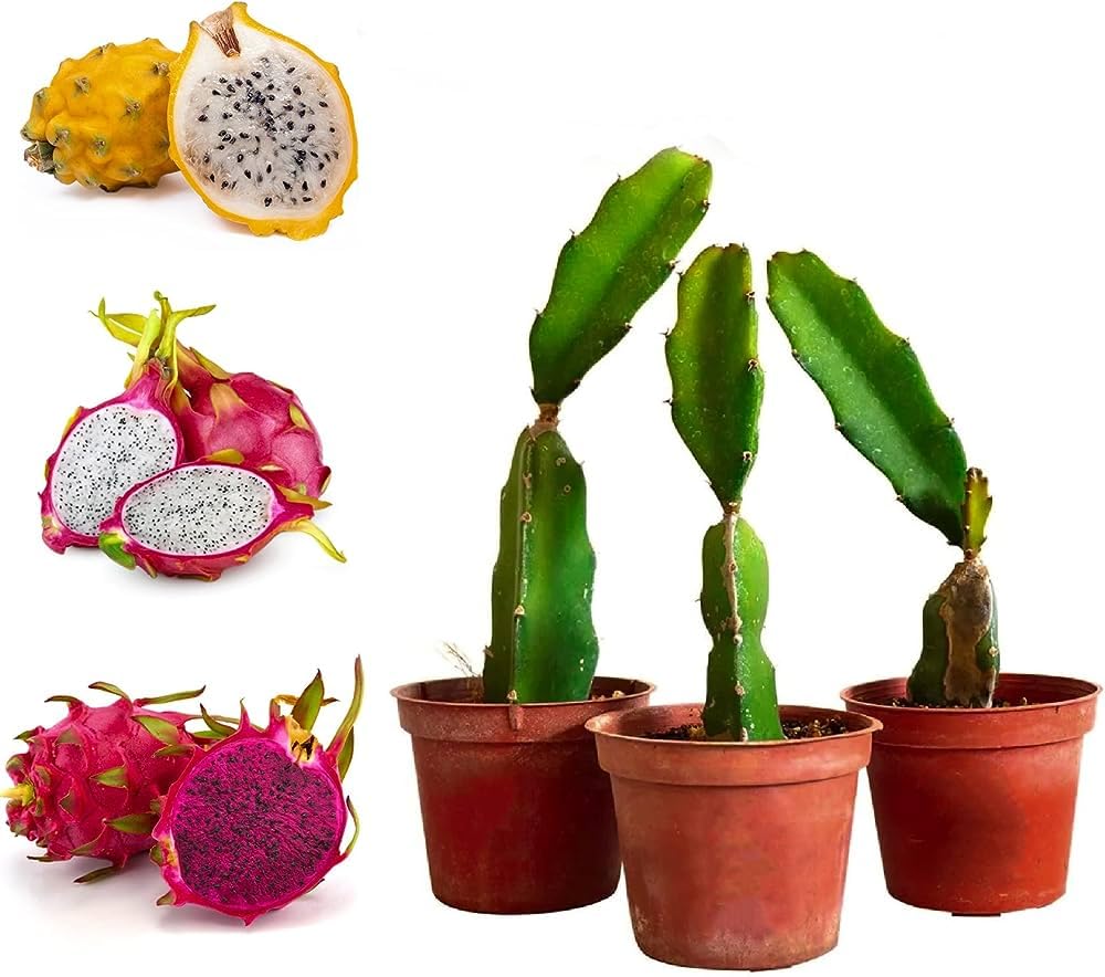 See full amazon price history chart for Dragon fruit plant live combo pack of all 3 varieties || Pink, Pink skin with white inside, Yellow Dragon fruit plant live combo pack of all 3 varieties || Pink, Pink skin with white inside, Yellow (B0CJ8BR1J6) Amazon Price History, Amazon Price Tracker