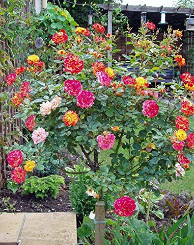 See full amazon price history chart for Aiden Gardens Multicolored Rose Plants Fragrant rose 1 Healthy Live Plant On pot Aiden Gardens Multicolored Rose Plants Fragrant rose 1 Healthy Live Plant On pot (B08473LDC9) Amazon Price History, Amazon Price Tracker