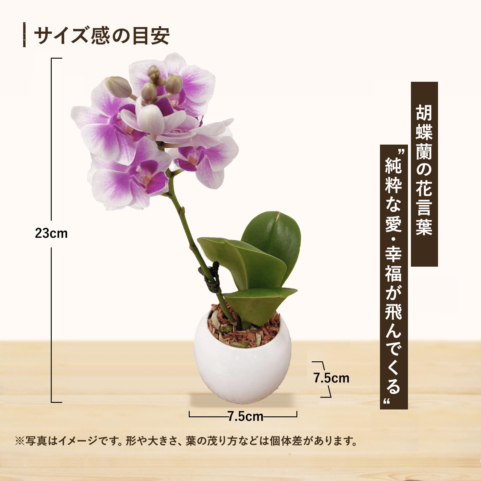 Amazon｜l'arbre blanc マイクロ 胡蝶蘭 観葉植物 ミニ ギフト