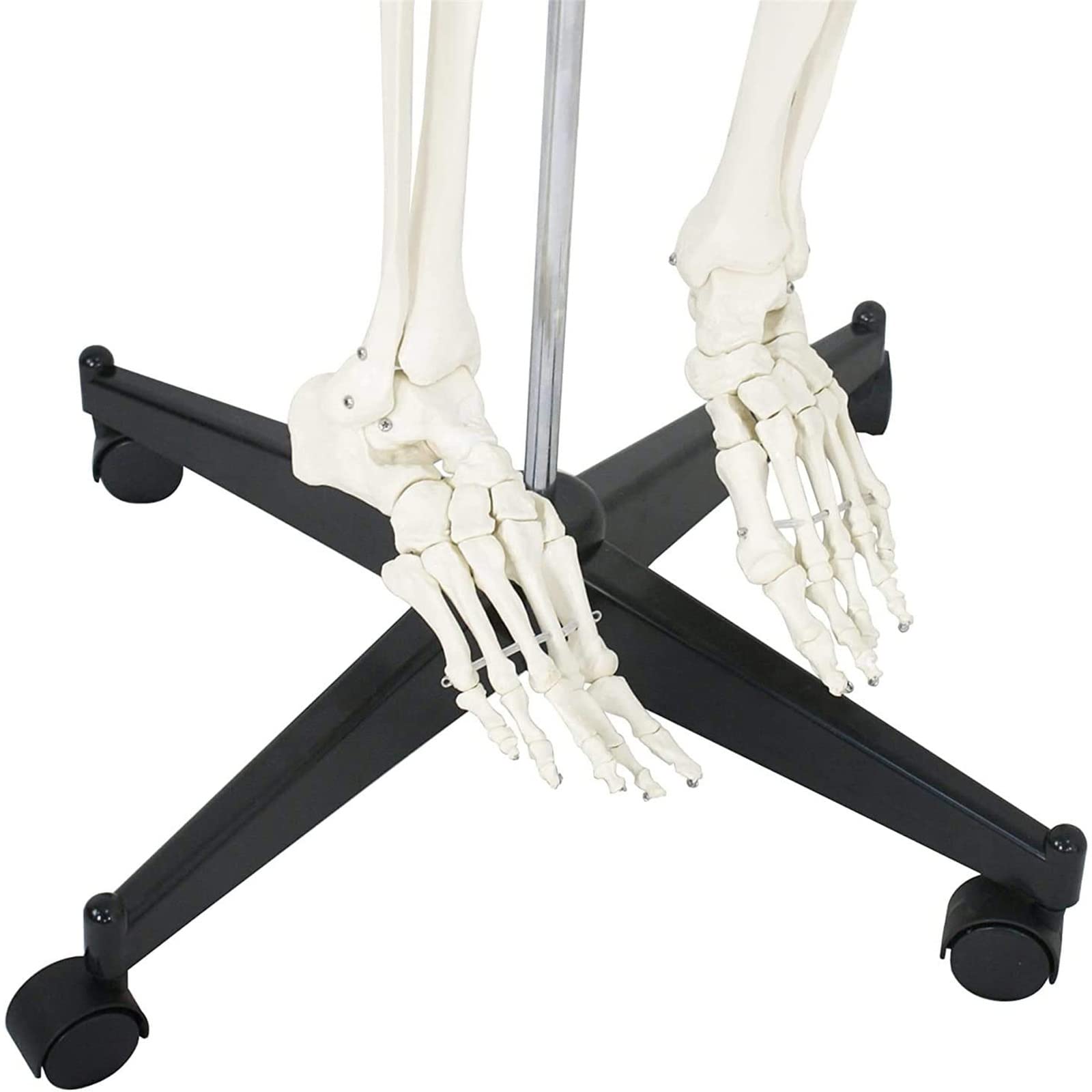 180 cm/70, 8 Zoll lebensgroßes medizinisches anatomisches Skelett