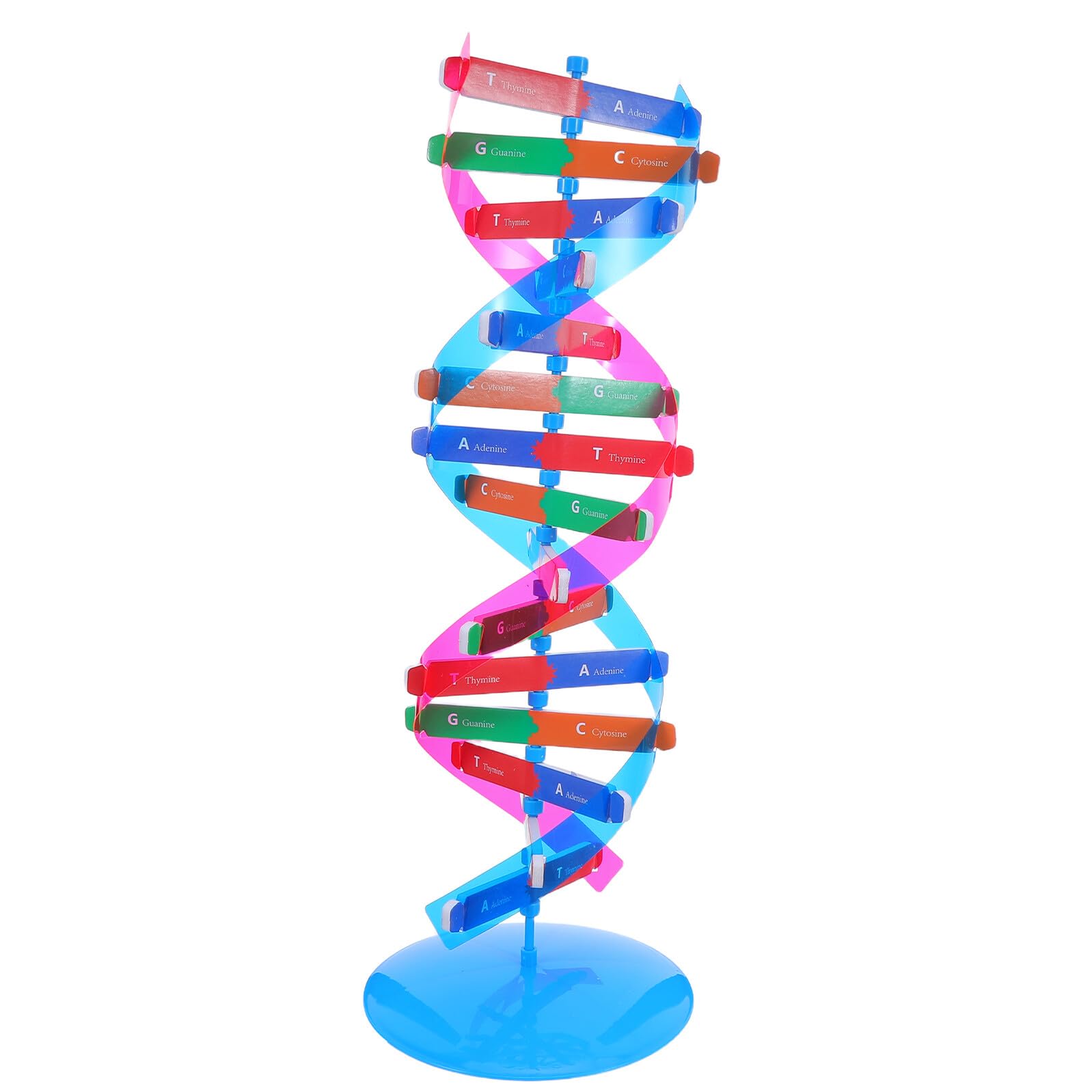 Modello Molecolare Del DNA A Doppia Elica In PVC - Kit Didattico Per Insegnamento Di Biologia E Laboratorio - 2