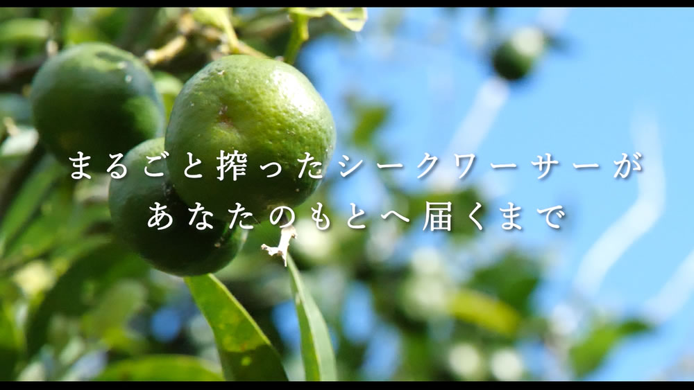 沖縄専科 まるごと搾った シークワーサー