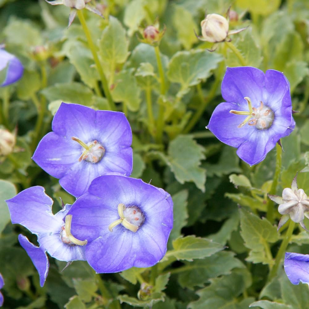 Campanula Carpatica Blue Seeds โ Neat & Compact, for Tubs & Containers โ RHS Award of Garden Merit โ Hardy Perennial โ for Your Beautiful Garden