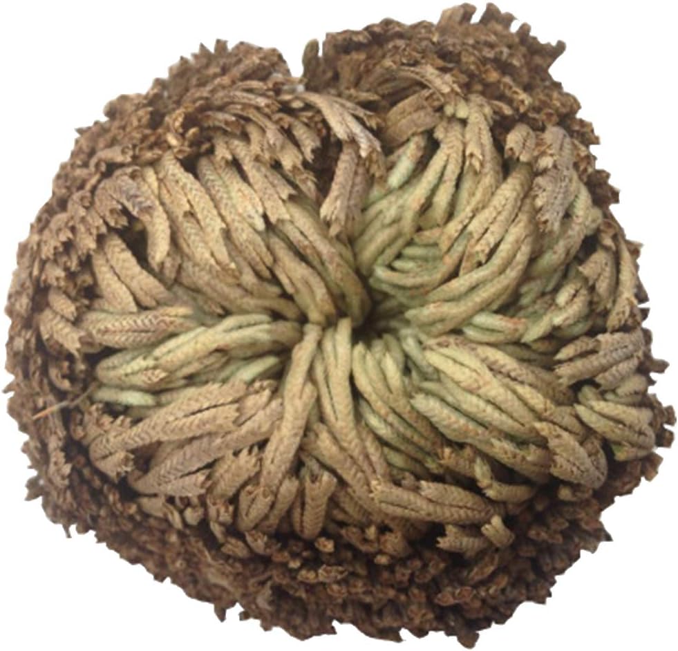 Zonster Rose of Resurrection Plant Air Fern Spike Moss Live - Selaginella Lepidophylla, Green, Brown