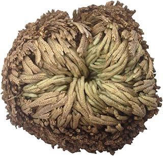 Vobumix Planta Rosa De Resurrección Helecho Aéreo Spike Moss Live - Selaginella Lepidophylla