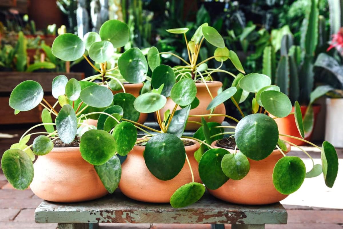 Amazon.com : Money Plant, 02 Pilea Peperomioides Plants Live for Garden,  House Plant, Money Live Plant from 5 to 8 Inches Tall Seedling : Patio,  Lawn & Garden