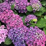 semi di ortensia resistenti - rare giardino balcone esotiche biologici in vaso 40pcs