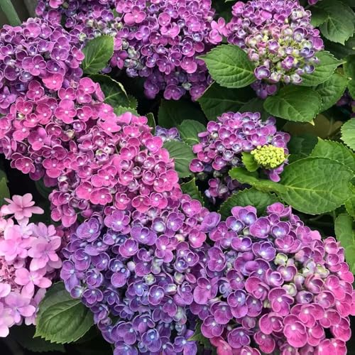 semi di ortensia resistenti - rare giardino balcone esotiche biologici in vaso 40pcs