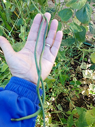 FAGIOLINO METRO A SEME NERO