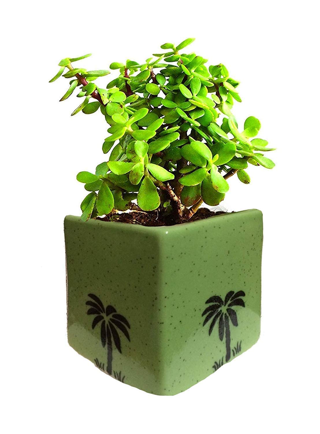 Abana Homes Indoor Plants For Living Room - Good Luck Jade in Ceramic Pot - Green (B09TKHBHLK) Amazon Price History, Amazon Price Tracker