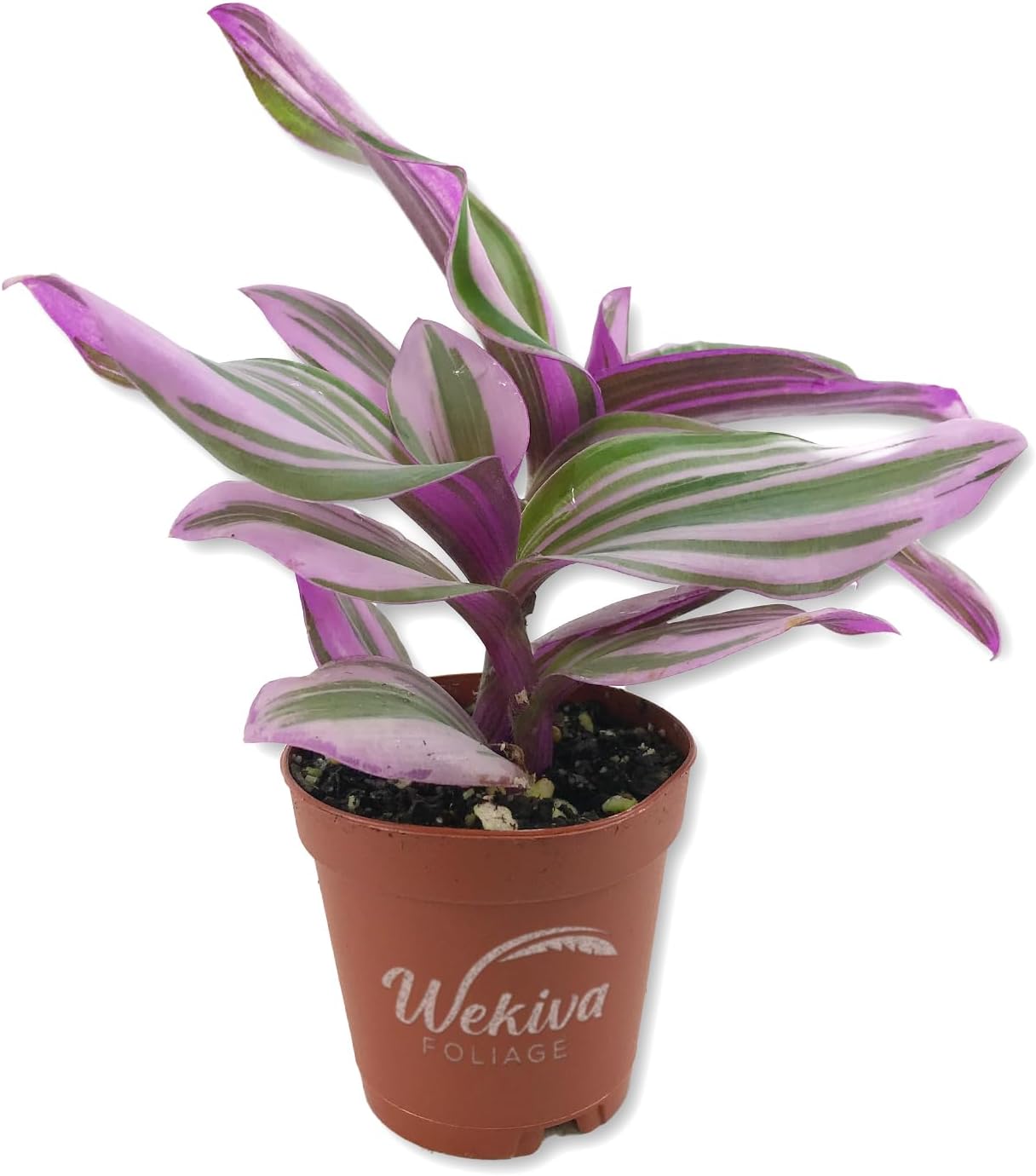 Tradescantia Nanouk - Wandering Jew - 3 Live Starter Plants - Tradescantia Albiflora - Elegant Colorful Tropical Indoor Trailing Vine with Striking Foliage