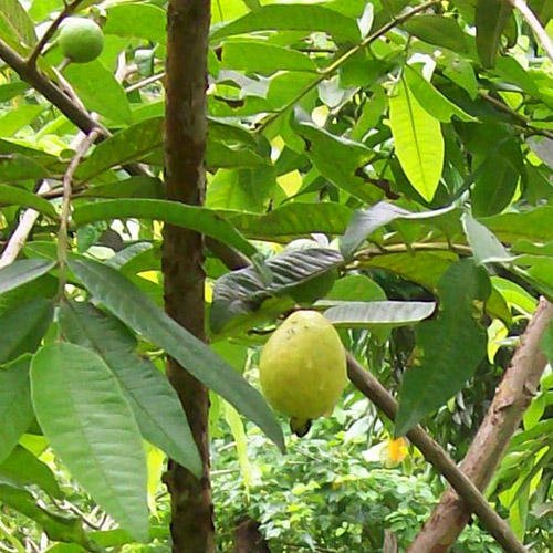 Plant World Seeds - Guava Seeds (Exotic Fruit Seeds)