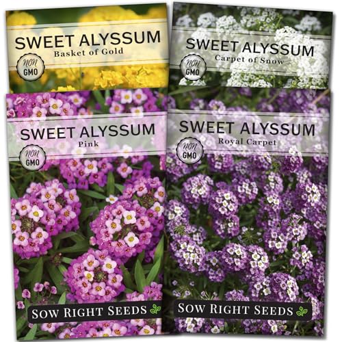 Sow Right Seeds - Sweet Alyssum Flower Seed Collection for Planting - White, Purple, Pink, and...