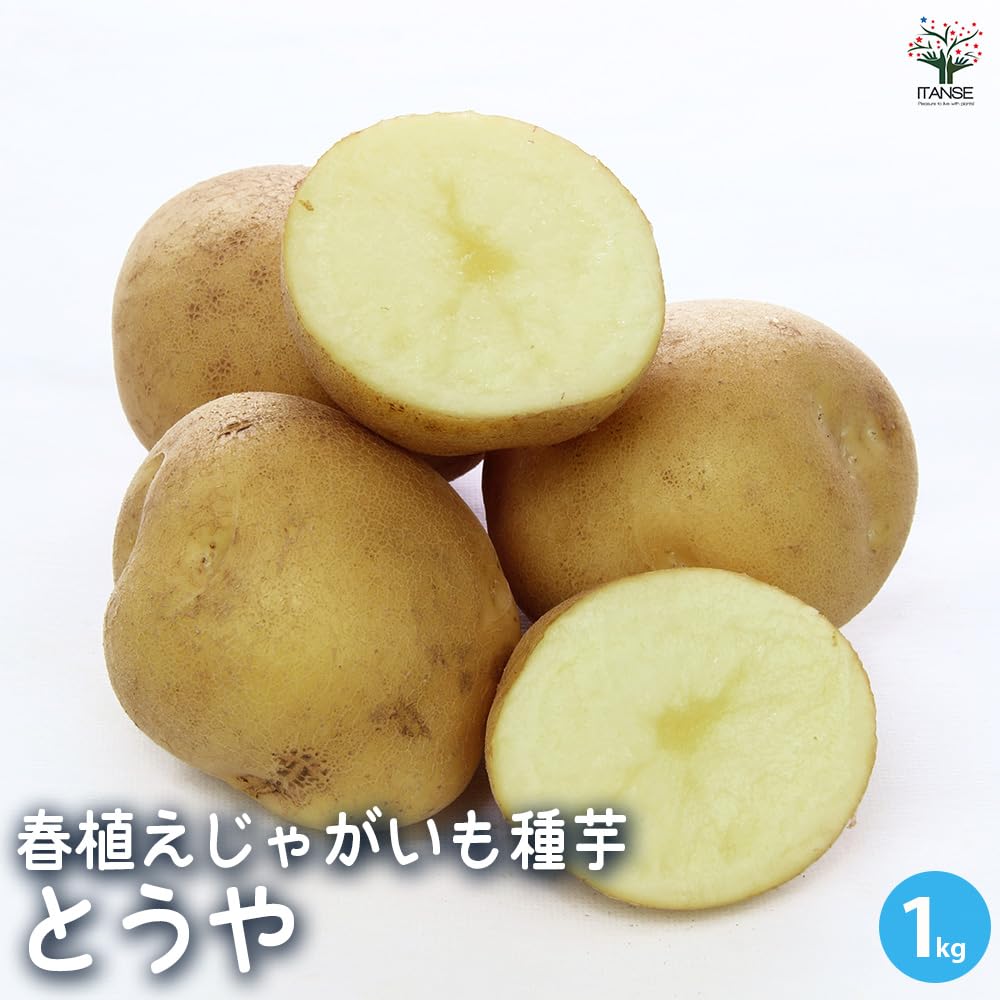 Amazon.co.jp: ITANSE じゃがいも種芋 とうや 1kg(充填時)【品種