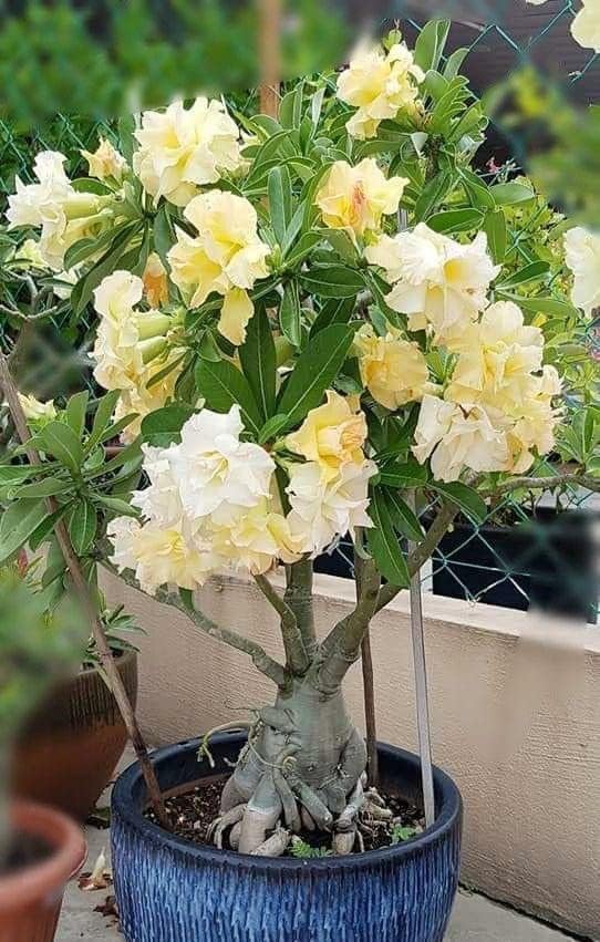 FasanGreen Adenium Flower Outdoor Plant with Plastic Bag (Pack of 1)(FG_978)