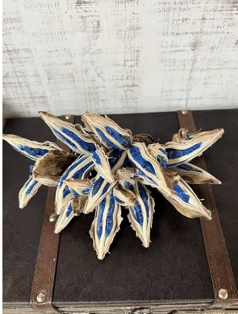 タビビトノキ 種子 丸ごと 3 旅人の木 青い種 開いてからのお楽しみ タビビトノキ 種子 丸ごと 3 旅人の木 青い種 開いてからのお楽しみ