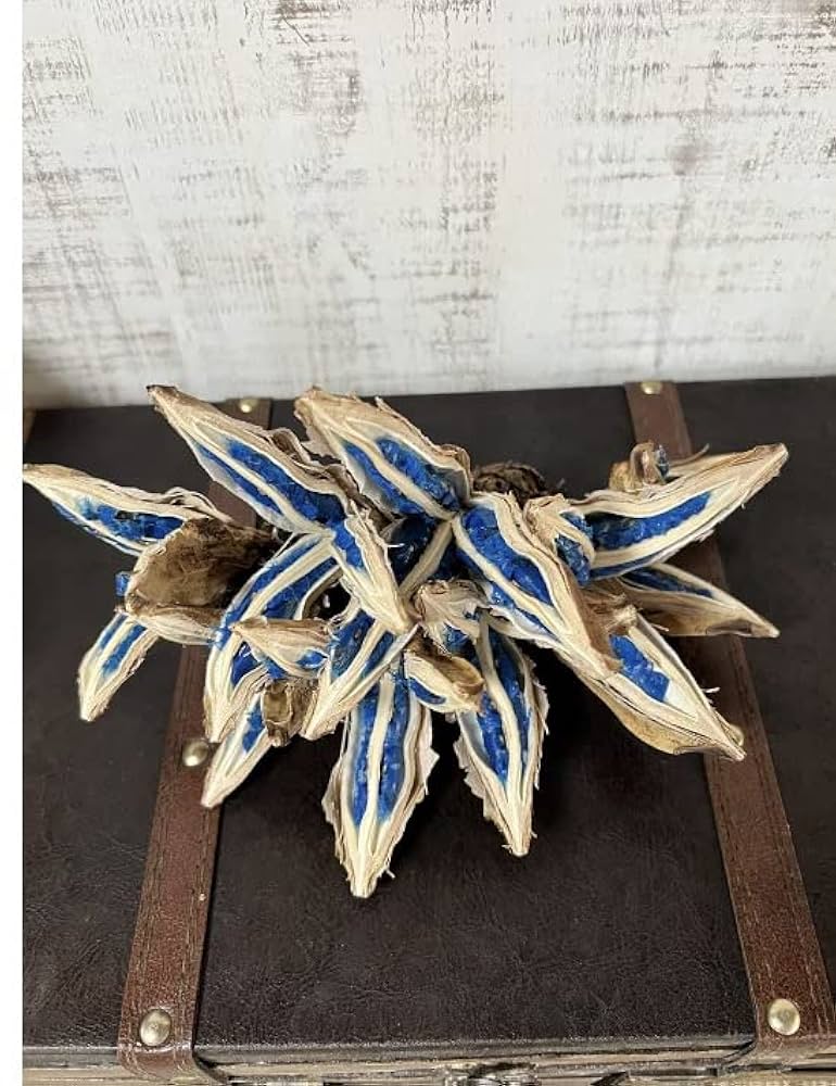 タビビトノキ 種子 丸ごと 1 旅人の木 青い種 開いてからのお楽しみ 旅人の木 タビビトノキ タビビトノキ 種子 丸ごと 旅人の木 青い種 1