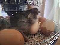 Review Image by *celest* *celest*