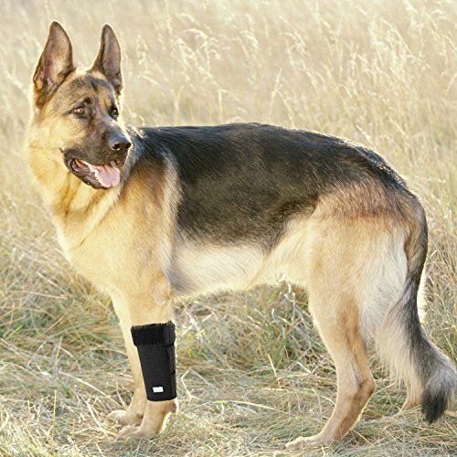 in hand dog leg brace