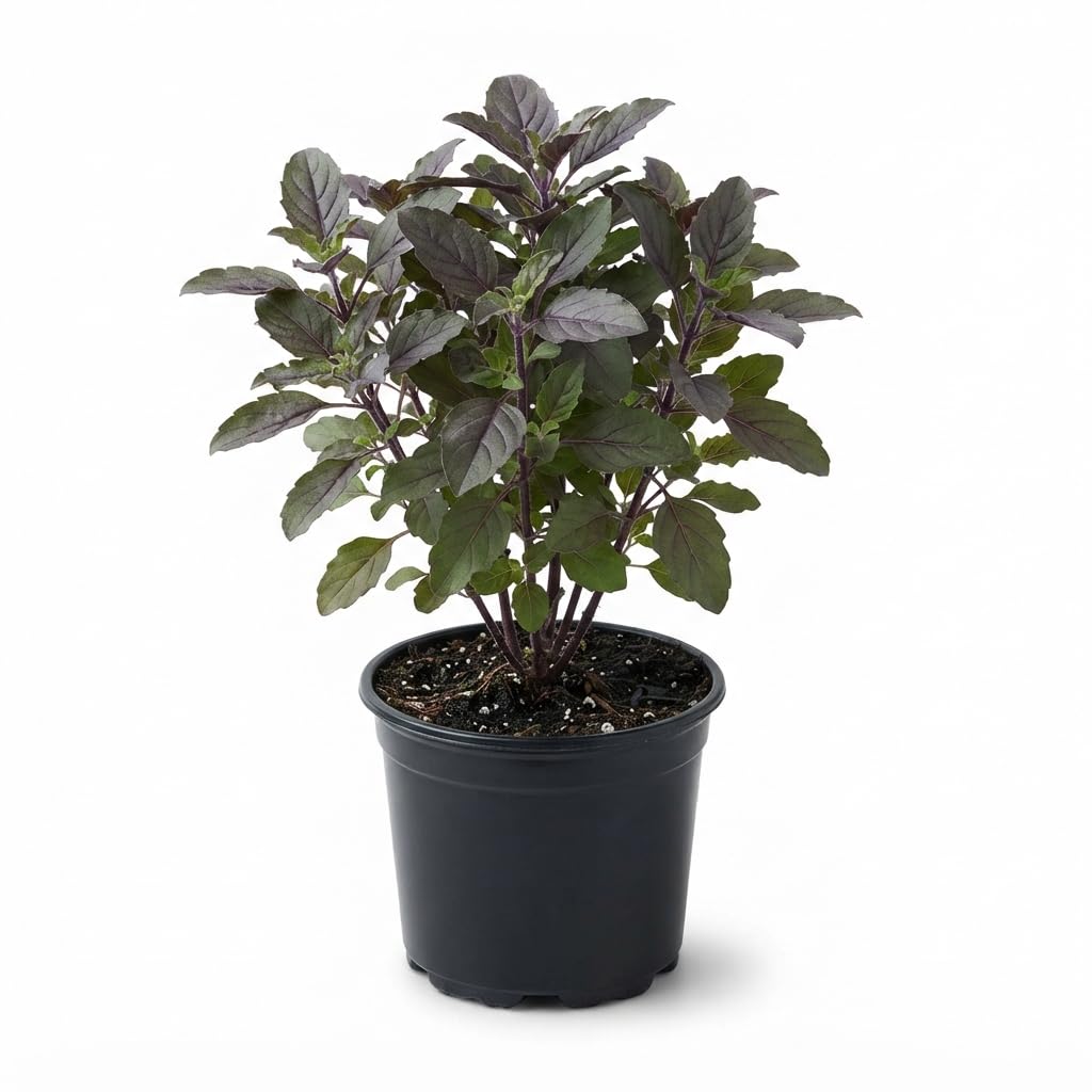 Healthy Live Shyama Tulsi Plant | Krishna Tulsi Medicinal Herb Plant | Easy Care Ayurvedic Plant in 3 Inch Pot-image-27