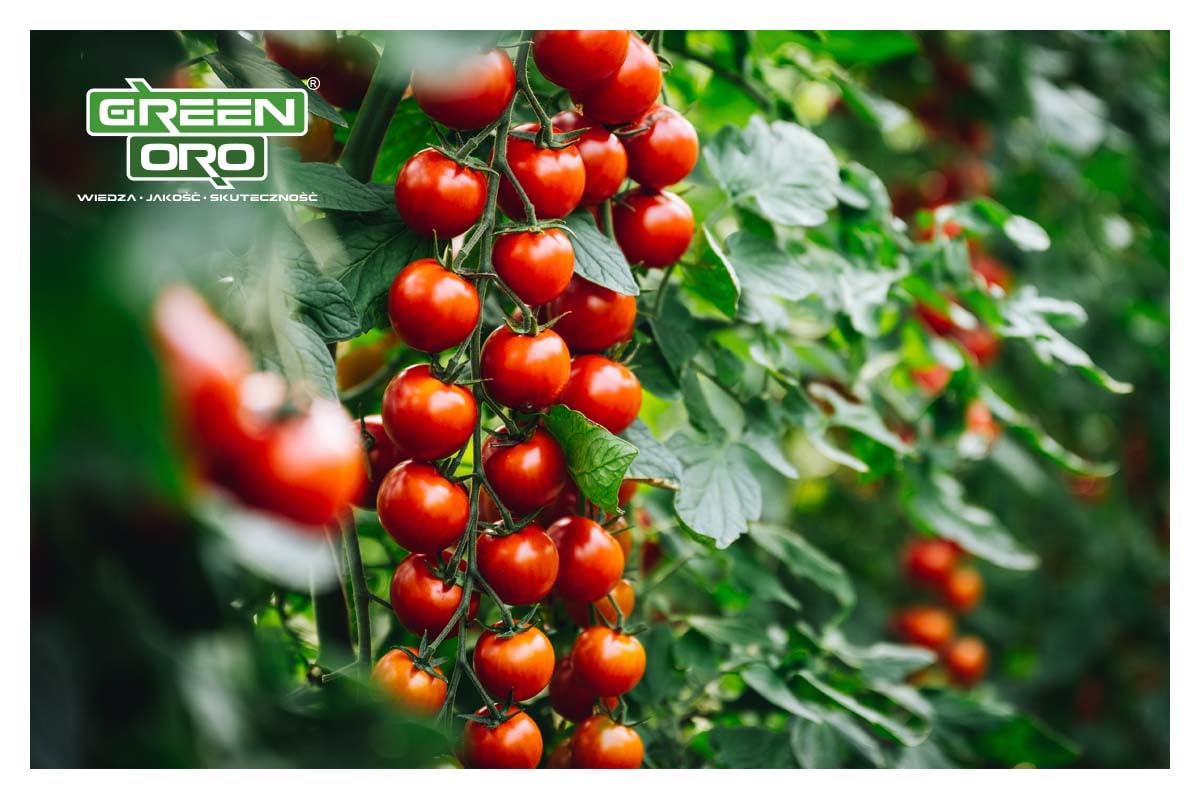 TOMATO POWER 1,5 KG – Specjalistyczny nawóż do pomidorów, papryki, cukinii, bakłażanów, ziemniaków, ogórków i dyni – Długotrwałe działanie do 100 dni
