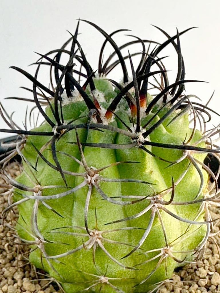 2026年最新Yahoo!オークション [HUMOR]エキノプシス属「スペシャル美花