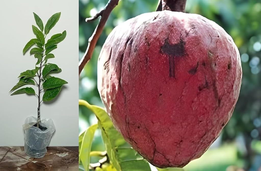 Green view Rare Dwarf Red Bullock Heart Custard apple Annona Reticulata Ramphal 1 Healthy Live Plant Seedling (B0CH6V8JMT) Amazon Price History, Amazon Price Tracker