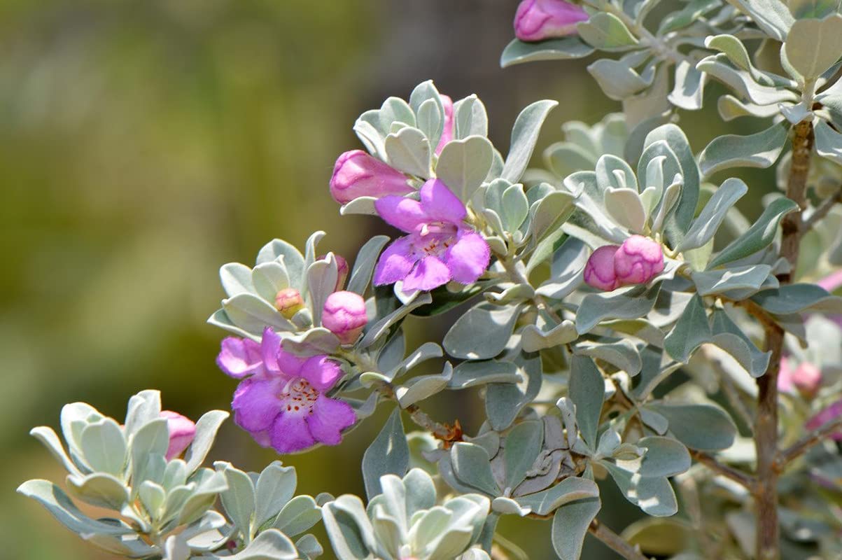 HERBALISM Leucophyllum frutescens Purple Sage Texas Sage Texas Ranger living Plant in poly bag. (B097PZRQ11) Amazon Price History, Amazon Price Tracker
