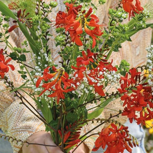 8 x Crocosmia Lucifer Red Blooms in Tall Erupt Stems Summer Flowering Bulbs Perennials for Your Beautiful Garden
