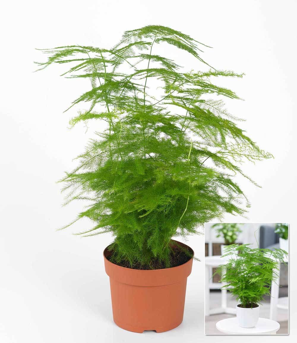 monstera künstliche pflanze Künstliche Monstera - Luise | 75 cm