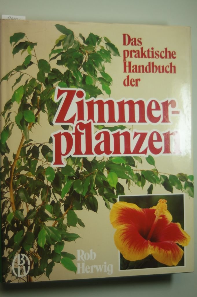 zimmerpflanze weiß rote blüten Skimmia japonica 'Duo' – härdig – vita och röda blommor – 10 till 40  blommor – 2 plantor – 19 cm kruka, ca 60 cm hög